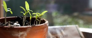 nonprofit Sprouts in pot.