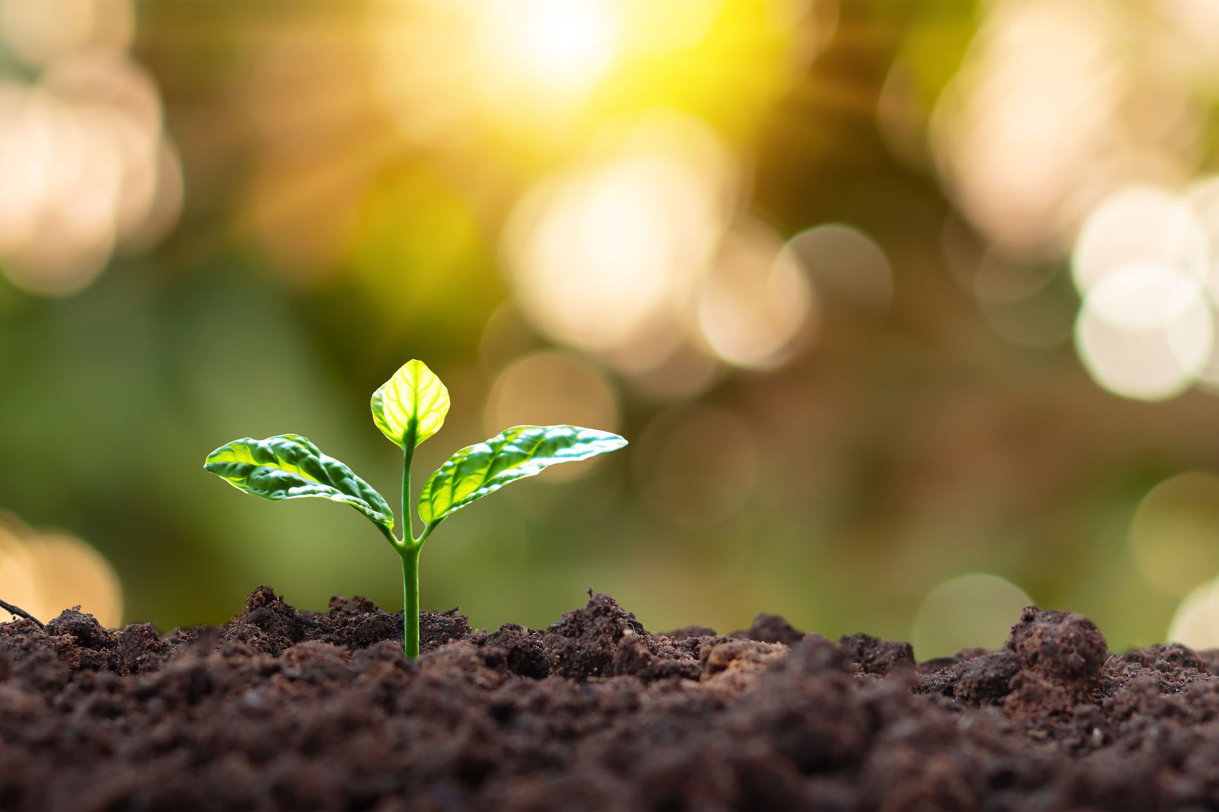 seedling