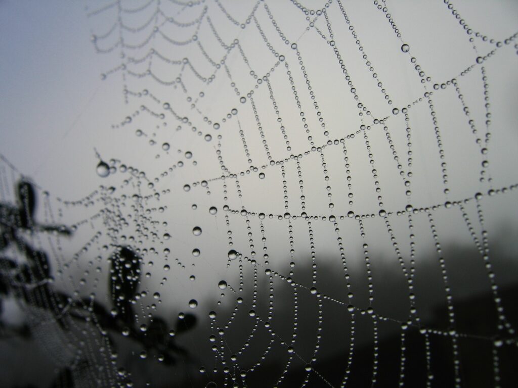 Spiderweb of connections need to be managed with a conflicts of interest policy