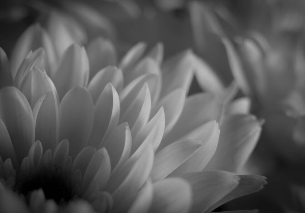 BW_CarnationUpClose