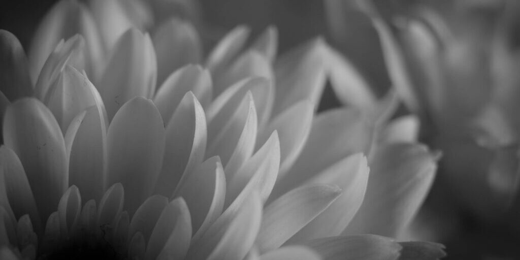 BW_CarnationUpClose