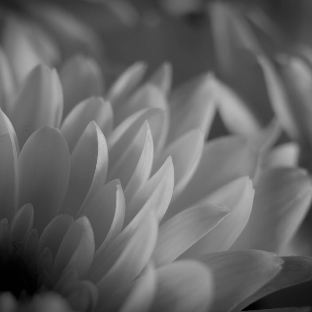 BW_CarnationUpClose BW_CarnationUpClose