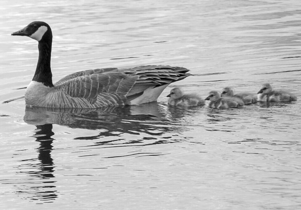 Nonprofit-Fiscal-Sponsorship_BW_Mother-goose-and-goslings-on-the-water