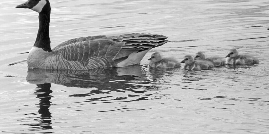 Nonprofit-Fiscal-Sponsorship_BW_Mother-goose-and-goslings-on-the-water