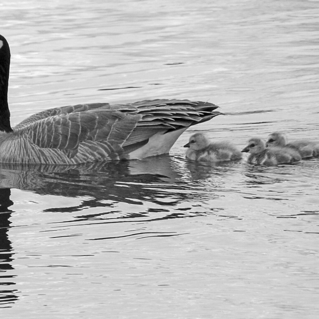 Nonprofit-Fiscal-Sponsorship_BW_Mother-goose-and-goslings-on-the-water
