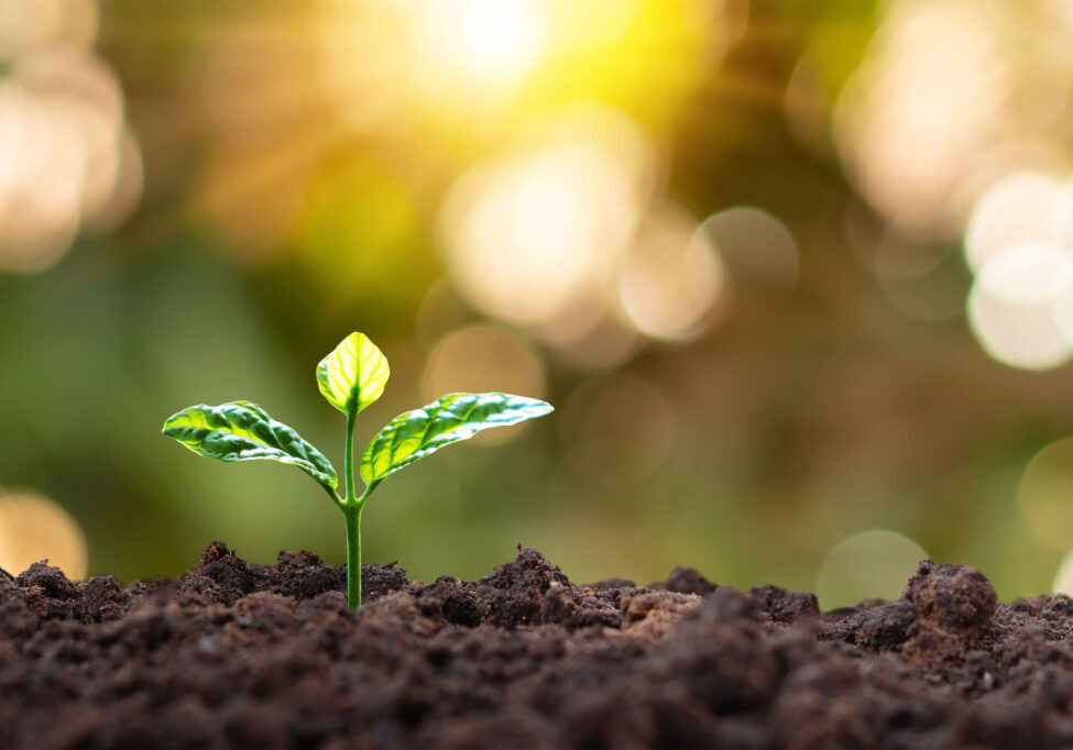 seedling