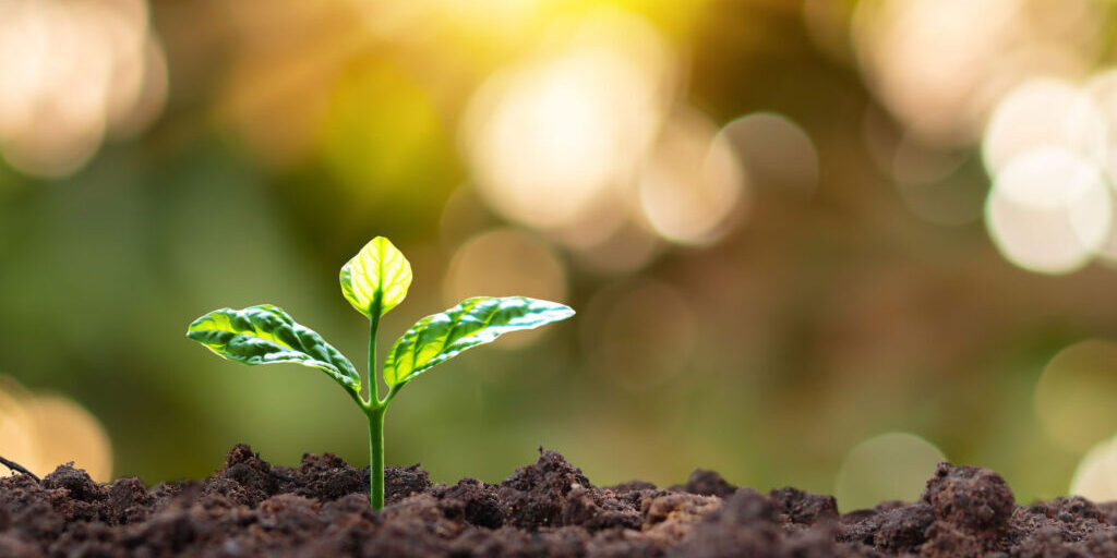 seedling