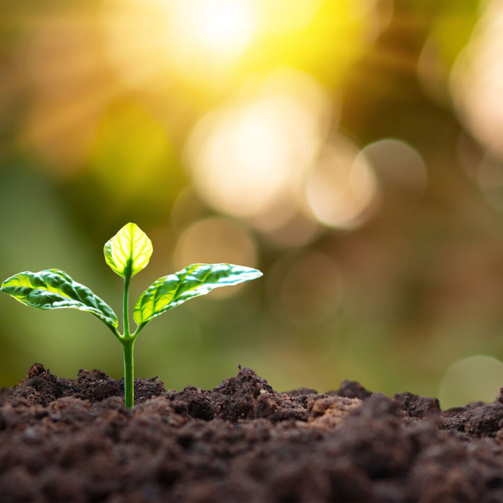 seedling seedling