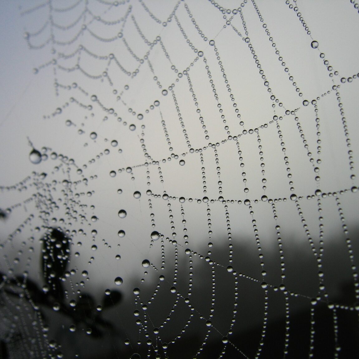 Spiderweb of connections need to be managed with a conflicts of interest policy