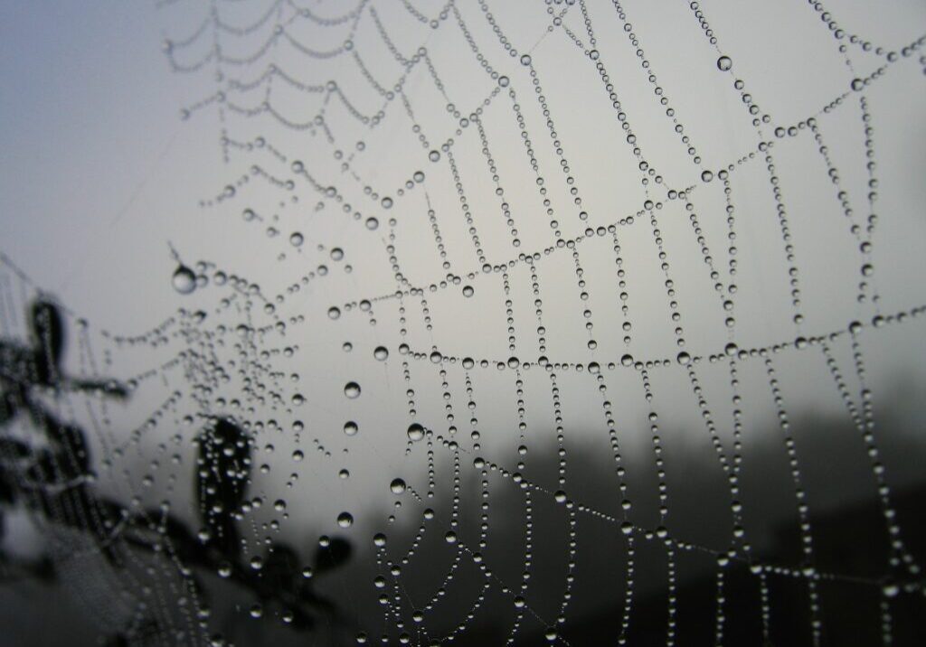 spiderweb-dew-caught-in-web
