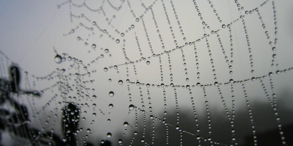 spiderweb-dew-caught-in-web